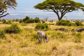 Kenya Savanında Büyük Otçulların 18 Yıllık Yokluğu Ağaç Örtüsünün Yapısını Kalıcı Olarak Değiştirdi