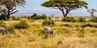Kenya Savanında Büyük Otçulların 18 Yıllık Yokluğu Ağaç Örtüsünün Yapısını Kalıcı Olarak Değiştirdi