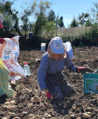 Tokat'ta Coğrafi İşaretli Başçiftlik Beyazı Patatesin Hasadı Başladı